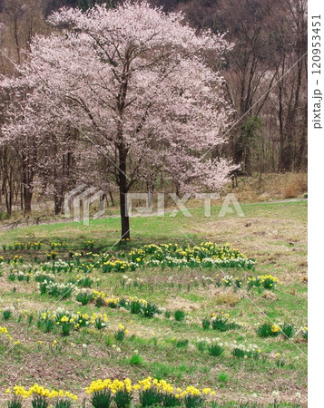 黄色の水仙と桜が満開の陸郷桜仙峡から夢農場を望む 120953451