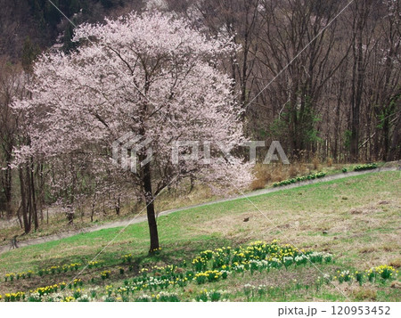 黄色の水仙と桜が満開の陸郷桜仙峡から夢農場を望む 黄色の水仙と桜が満開の陸郷桜仙峡から夢農場を望む 120953452