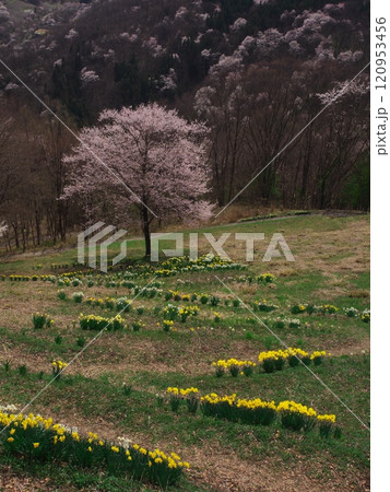 黄色の水仙と桜が満開の陸郷桜仙峡から夢農場を望む 120953456