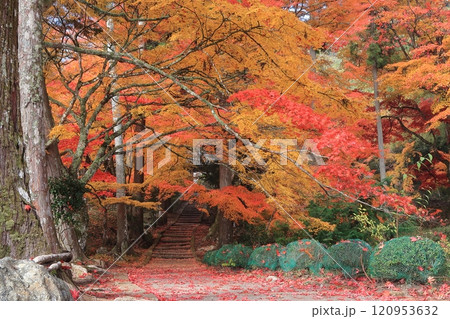 龍穏寺　京都　南丹市　園部　紅葉　モミジ　敷き　散り　秋　朝　赤 120953632
