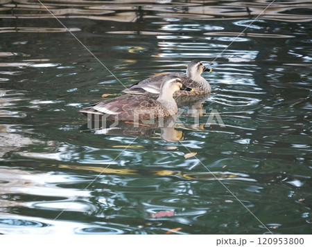 池で泳ぐカルガモ 池で泳ぐカルガモ 120953800