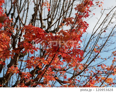 真っ赤な紅葉 真っ赤な紅葉 120953828