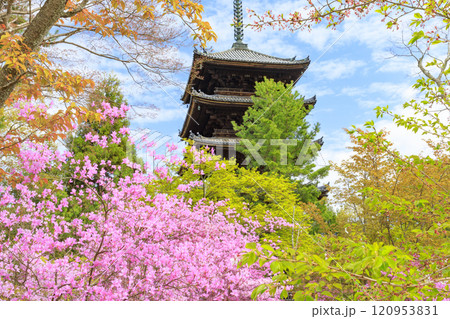 仁和寺　御室桜 120953831
