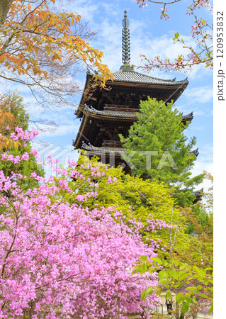 仁和寺 御室桜 仁和寺 御室桜 120953832
