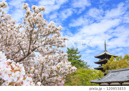 仁和寺 御室桜 仁和寺 御室桜 120953833