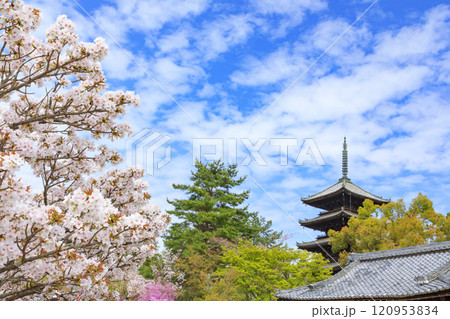 仁和寺 御室桜 仁和寺 御室桜 120953834