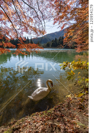 紅葉の南伊奈ヶ湖 120954179