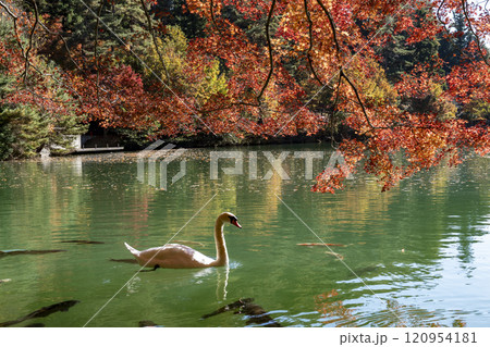 紅葉の南伊奈ヶ湖 紅葉の南伊奈ヶ湖 120954181