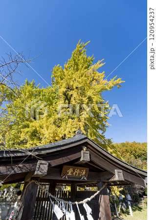 本国寺のオハツキイチョウ 120954237