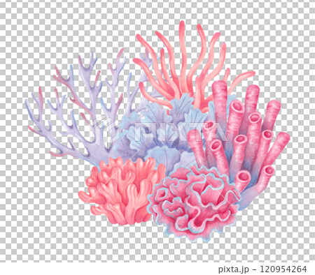 Composition with corals. Watercolor, marker illustrations. Ocean coral reefs, underwater animals of the seabed. Hand drawn isolated art. Underwater nature of the marine ecosystem for tourism industry. Composition with corals. Watercolor, marker illustrations. Ocean coral reefs, underwater animals of the seabed. Hand drawn isolated art. Underwater nature of the marine ecosystem for tourism industry. 120954264