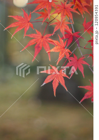 紅葉 120954391