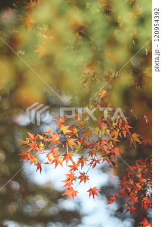 紅葉 120954392