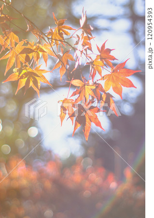 紅葉 120954393