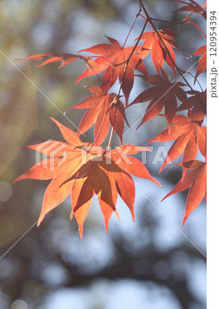 紅葉 120954394