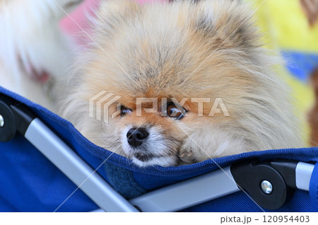 ポメラニアンのアウトドア　キャンプ・ピクニック 120954403