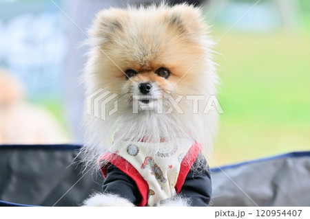 ポメラニアンのアウトドア　キャンプ・ピクニック 120954407