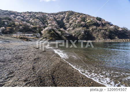 神子の山桜 120954507
