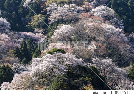 神子の山桜 神子の山桜 120954510