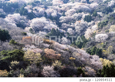 神子の山桜 神子の山桜 120954511