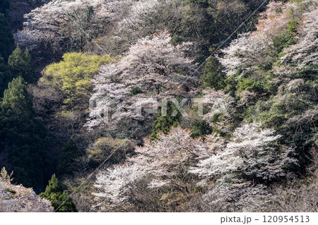 神子の山桜 120954513