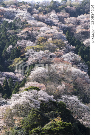 神子の山桜 120954514
