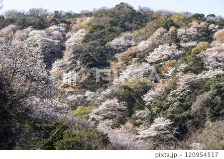 神子の山桜 120954517