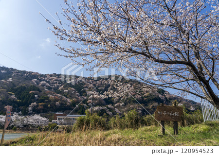 神子の山桜 神子の山桜 120954523