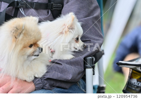 アウトドアチェアに座る飼い主の膝の上でリラックス 仲良しポメラニアン アウトドアチェアに座る飼い主の膝の上でリラックス 仲良しポメラニアン 120954736
