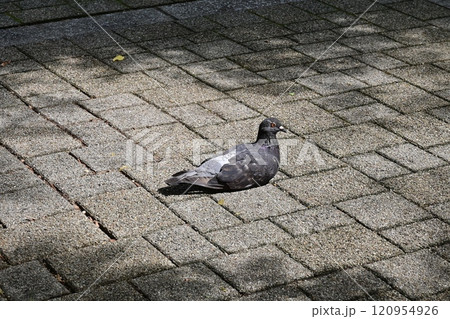 休憩中のハト 120954926