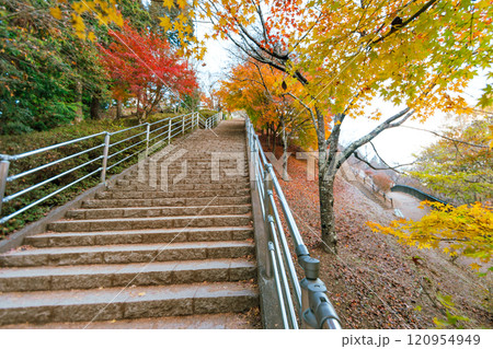 Maple tree in Autumn season,japan Maple tree in Autumn season,japan 120954949