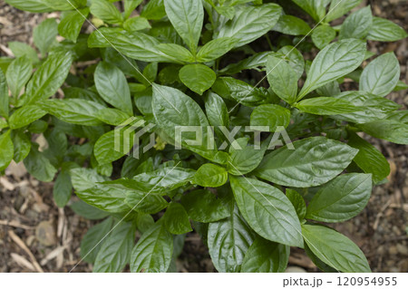 藍染の葉 琉球藍 藍染の葉 琉球藍 120954955