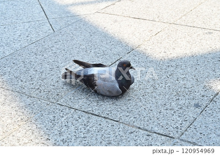 休憩中のハト 休憩中のハト 120954969