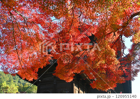 真っ赤なもみじ越しの京都市南禅寺 山門 120955140