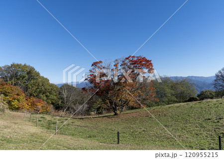 紅葉の七色大カエデ 紅葉の七色大カエデ 120955215