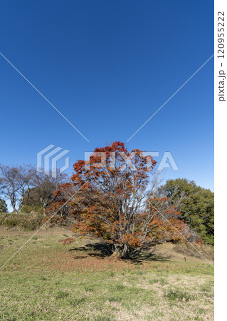 紅葉の七色大カエデ 紅葉の七色大カエデ 120955222