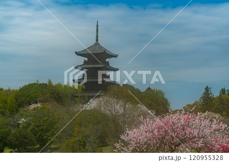 備中国分寺の春 梅と桜と五重塔12 岡山県総社市 備中国分寺の春 梅と桜と五重塔12 岡山県総社市 120955328