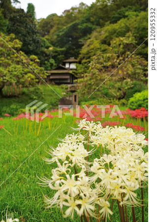 曼珠沙華の赤い花と日本家屋、日本の秋 120955332