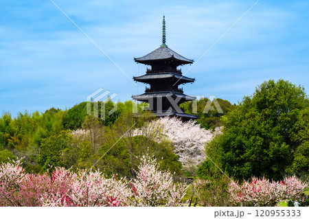 備中国分寺の春 梅と桜と五重塔11 岡山県総社市 備中国分寺の春 梅と桜と五重塔11 岡山県総社市 120955333