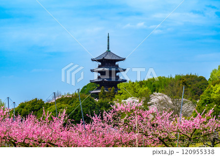 備中国分寺の春　桃と桜と五重塔1　岡山県総社市 120955338