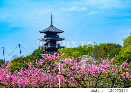 備中国分寺の春　桃と桜と五重塔2　岡山県総社市 120955339