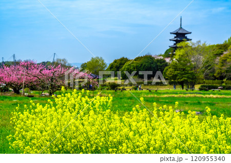備中国分寺の春　菜の花と桃と五重塔2　岡山県総社市 120955340