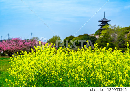 備中国分寺の春　菜の花と桃と五重塔4　岡山県総社市 120955343