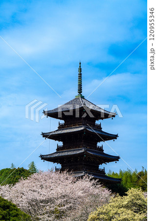 備中国分寺の春　桜と五重塔9　岡山県総社市 120955346