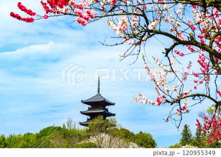 備中国分寺の春 梅と桜と五重塔13 岡山県総社市 備中国分寺の春 梅と桜と五重塔13 岡山県総社市 120955349