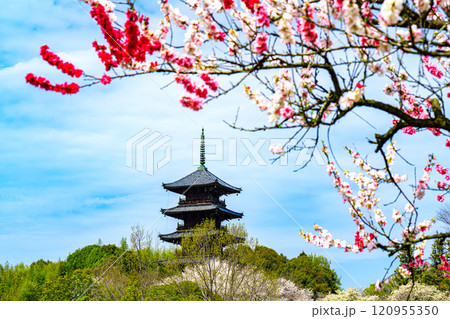 備中国分寺の春　梅と桜と五重塔9　岡山県総社市 120955350