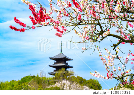 備中国分寺の春 梅と桜と五重塔1 岡山県総社市 備中国分寺の春 梅と桜と五重塔1 岡山県総社市 120955351