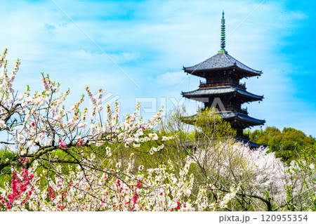 備中国分寺の春 梅と桜と五重塔4 岡山県総社市 備中国分寺の春 梅と桜と五重塔4 岡山県総社市 120955354