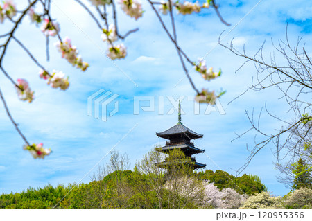 備中国分寺の春 梅と桜と五重塔6 岡山県総社市 備中国分寺の春 梅と桜と五重塔6 岡山県総社市 120955356