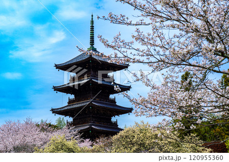 備中国分寺の春　桜と五重塔2　岡山県総社市 120955360