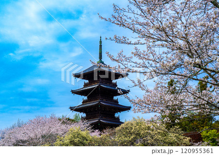 備中国分寺の春　桜と五重塔3　岡山県総社市 120955361